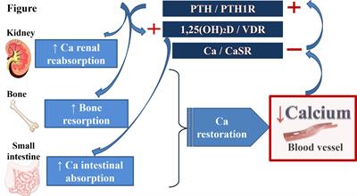 Editorial: Calcium: An Overview From Physiology to Pathological Mineralization